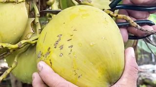 Beautiful Nature with Rural Life (P121) - Harvest coconuts at home