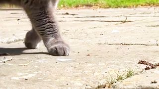 Peaceful and Amazing World | Nature Video | Beautiful Animal | #nature #febspot