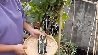 Beautiful Nature with Rural Life (P7) - Beautiful melon