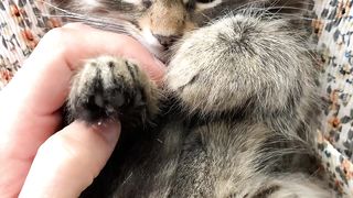 Intelligent Cat - Beautiful and Pretty - Playing and Running