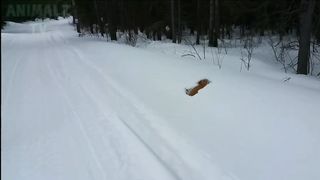 try not to laugh ????at these videos of cats???? and dogs ???? falling
