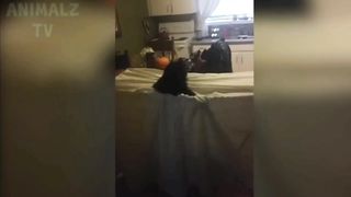 Vous aller rigoler face à ce ???? chat complètement débile ????