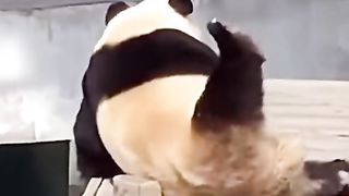 Funny vidio 42