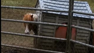 this horse is stuck in a cabin he can't get out????