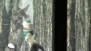 video of a squirrel doing cartwheels to die of laughter????????