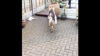 Funniest Animal Fails