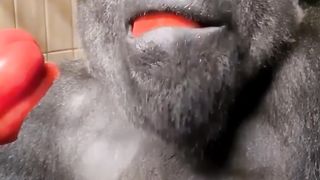Ketika gorilla makan terus kentut