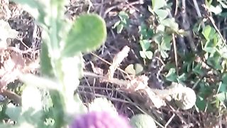 Animal's lover 226