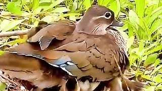 Birds ???? life