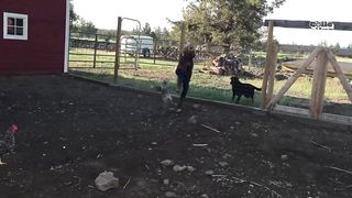 The FUNNIEST Farm Animals ???? ????????