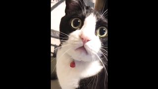 Funniest cats 2