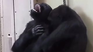 Funny Monkey Viral Video 56