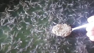 Nyuapin dulu baby catfish