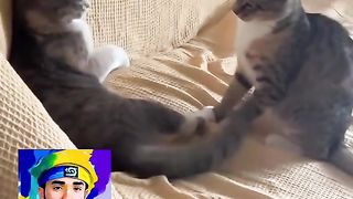 Funny Cat Viral Video 37