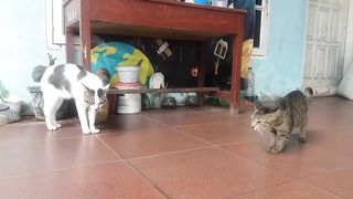 SOUND OF CAT