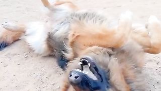 a lover dog