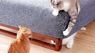 two fighting cats