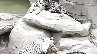 omg cute cubs