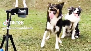 dog funny selfie video