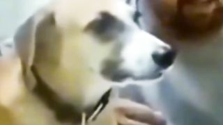 dog funny singing video