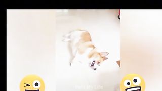 funniest cat dog video
