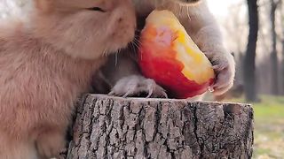 Pet dogs and rabbits compete for food