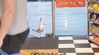 Wildlife | "Seagull Got to Eat Any Way Possible" - Resourceful Dining | FeedingFrenzy | FunFM