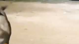 most funny animal video