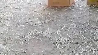 Funny video