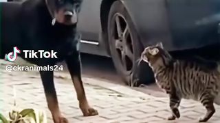 funny animal video 8
