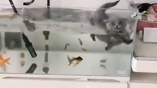 funny animal video 9