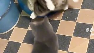 funny video 331
