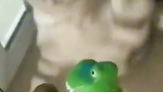 funny video 332