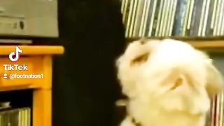Funny videoz 9
