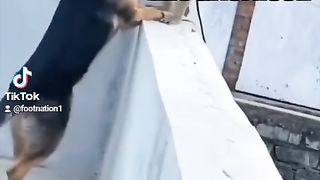 Funny videoz 7