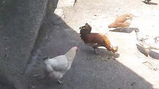 My chickens and a small chick.
