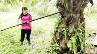 Wanita cantik panen sawit