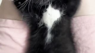 Kitten screaming