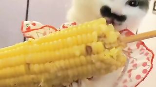 cat eating corn