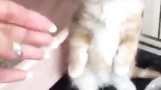 kitten touching its head