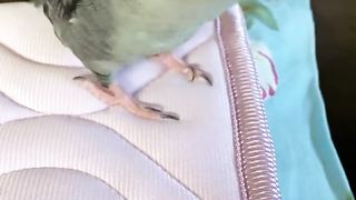 A parakeet imitating a ringtone