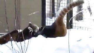 red panda playing