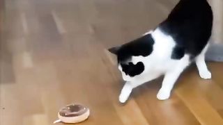 cat surprised by toy