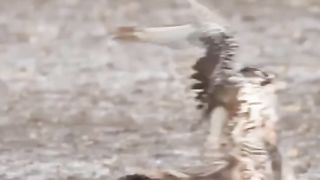 Peregrine Falcon's Dizzying Dives at 240 mph