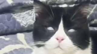 Video funny cat 60
