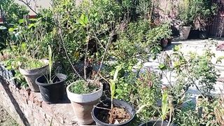 ہماری چھت پہ اتنی پیاری سبزی اور اتنے پیارے پھل