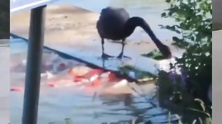 These intelligent geese repeatedly feed hungry fish