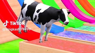 cow race