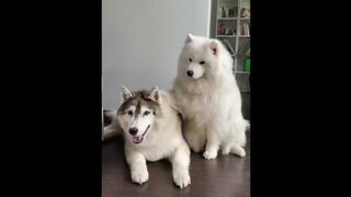 New Funny Animals ???? Funniest Cats and Dogs Videos 14