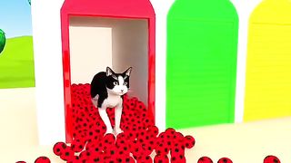 cat footballs
